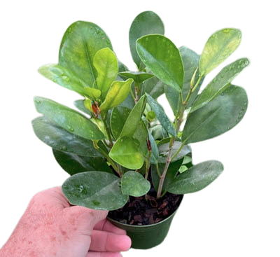 Moclame Ficus